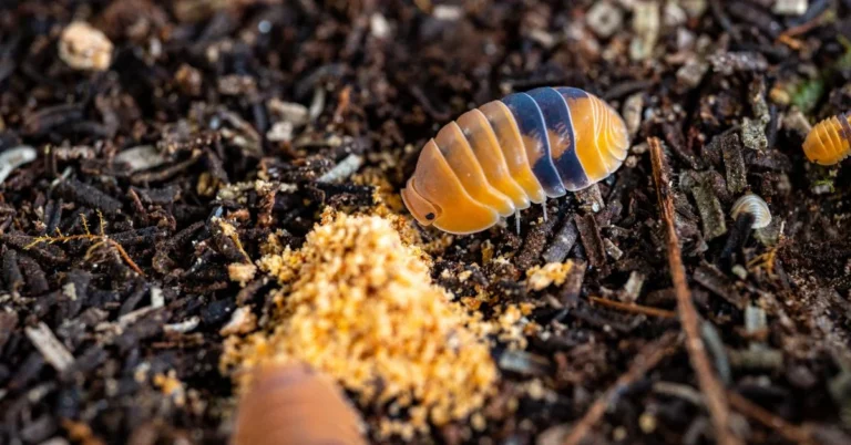 Rubber Ducky Isopods