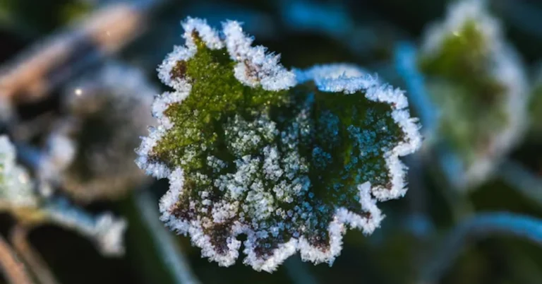 Snow Caps Weed